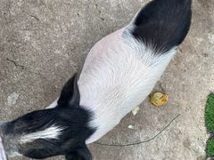 -前小桔亲子创意农场·草莓采摘·露营烧烤