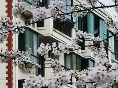 -高东镇樱花园