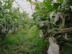 -马陆小张葡萄园农家乐