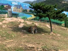 -西霞口神雕山野生动物世界