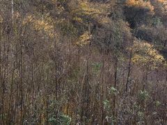 -秦岭风景区
