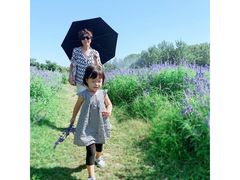 -北京东方普罗旺斯薰衣草庄园