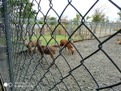 -鹿境梅花鹿生态园区