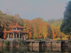 -深圳仙湖植物园