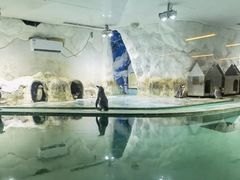 -北戴河圣蓝海洋公园