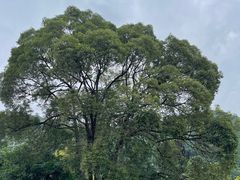 -报恩寺(平武县)