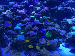 -太平洋海底世界