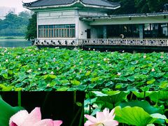 -荔湾湖公园