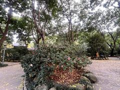 -金花茶公园