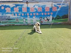 -宠物寄养训练学校