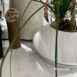 又来喝咖啡啦[胜利][胜利]