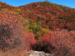 -北京西山国家森林公园