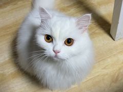-伟伟宠物医院·CT影像中心·瑞派犬猫综合性门诊(汉口总院)