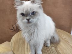 -楼上猫咖(罗湖店)