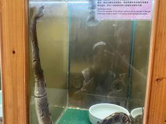 -上海大自然野生昆虫馆(东方明珠·爬宠昆虫探索中心)