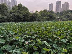 -龙头寺公园