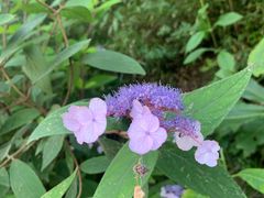 -武陵山森林公园