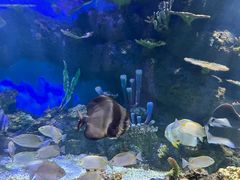 -华夏文旅海洋公园