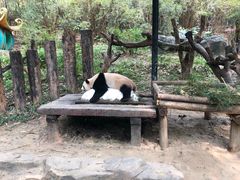 -广州长隆野生动物世界