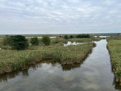-盐城丹顶鹤湿地生态旅游区