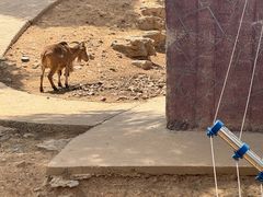 -石家庄市动物园