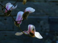 -东华门大街小区