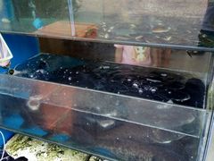 -浔味·山屿湖·正宗淳牌全鱼宴老字号