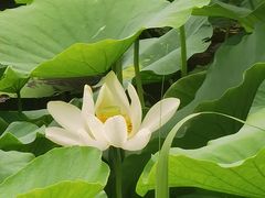 -同里国家湿地公园