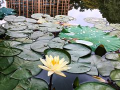 -陈家山荷花公园