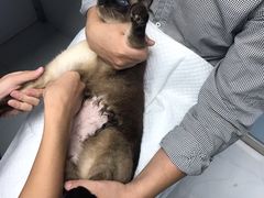 -纳吉亚猫专科动物诊疗中心(蒋宅口分院)