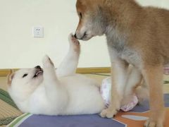 -柴犬小屋·柴餐厅·狗咖食堂(金鼎广场店)