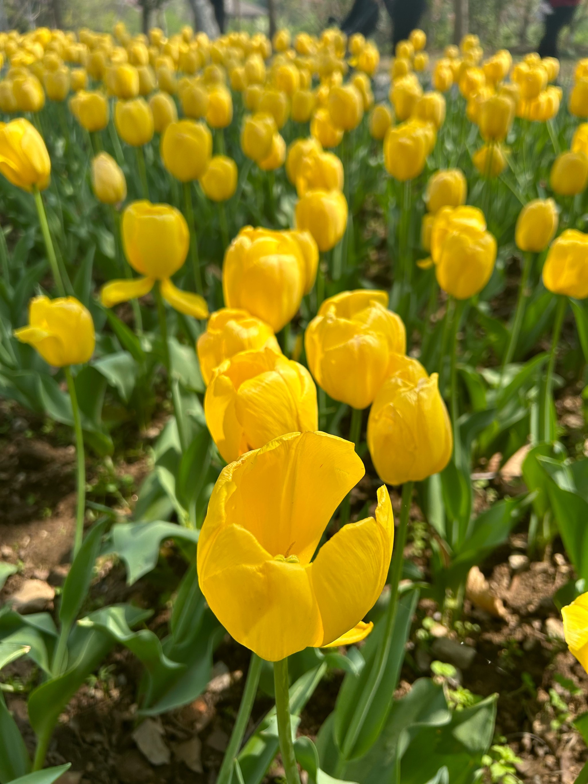 郁金香完全开花图片