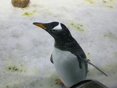 -芜湖新华联大白鲸海洋公园