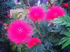 -茵特拉根酒店·西餐厅