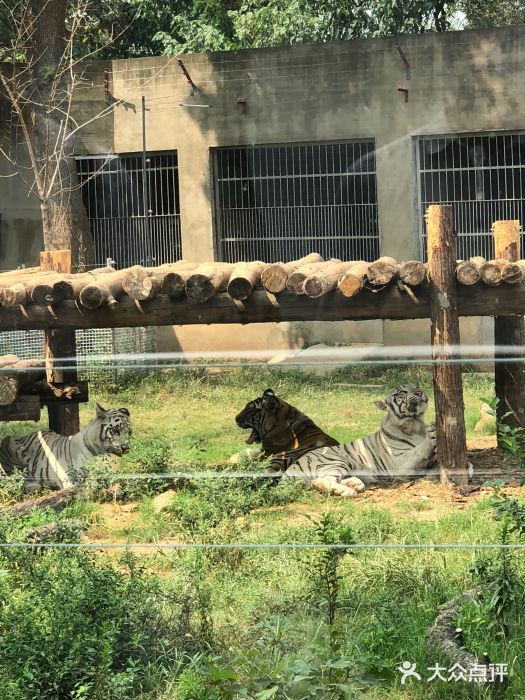 南京市紅山森林動物園圖片