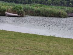 -春花秋色城市公园