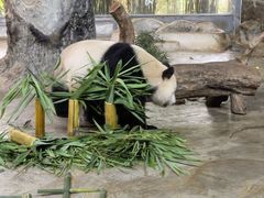 -海南热带野生动植物园