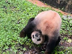 -都江堰中华大熊猫苑