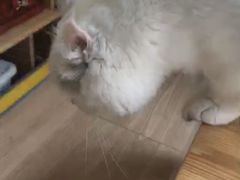 -MOYOYO猫咪咖啡店