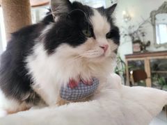 -共舞时光猫咖·狗咖(新街口店)