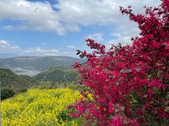 -桑洲油菜花景区