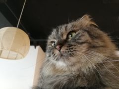-Cappucimeow猫咪咖啡馆(韦伯时代店)