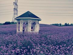 -紫颐香薰山谷景区