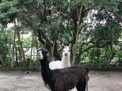 -深圳野生动物园