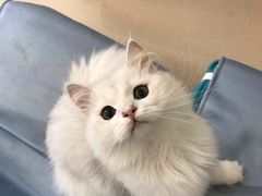-猫在这儿猫咪咖啡馆·撸猫馆