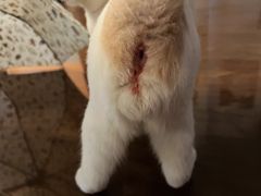 -A猫a狗全科·犬猫异宠·芥西宠物医院(南开总院)