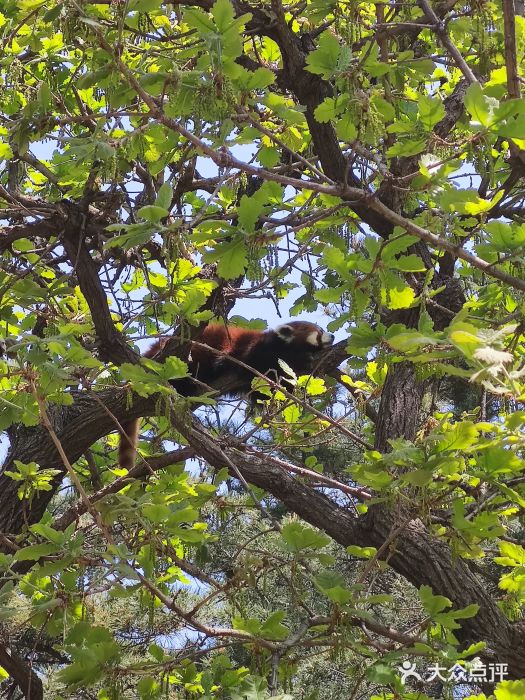 大连森林动物园图片