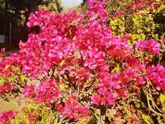 -攀枝花公园