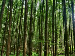 -山王坪喀斯特国家生态公园