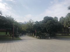 -金花茶公园